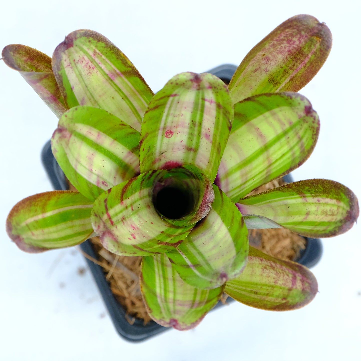 Neoregelia hopscotch