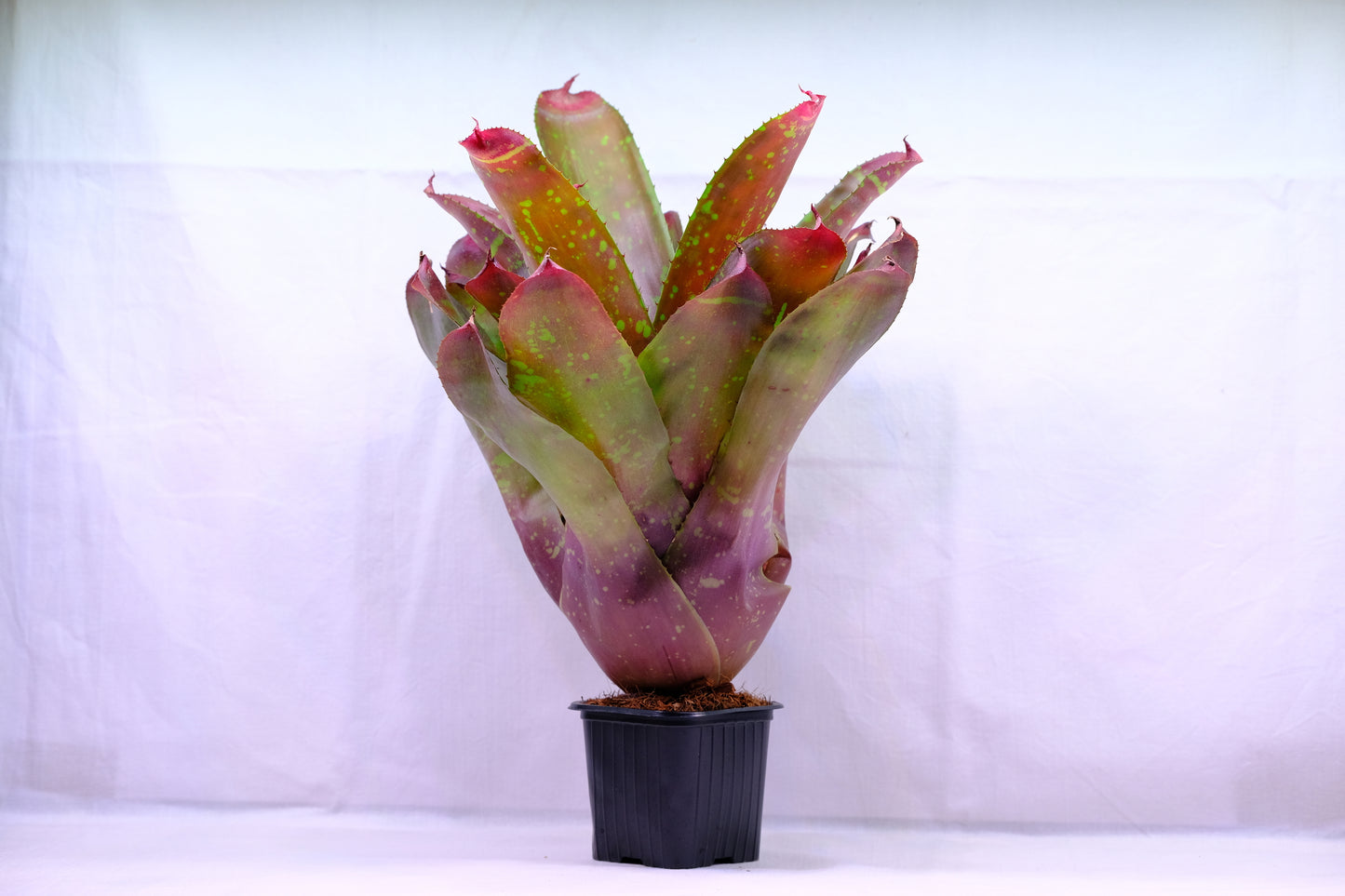 Neoregelia pink hybrid