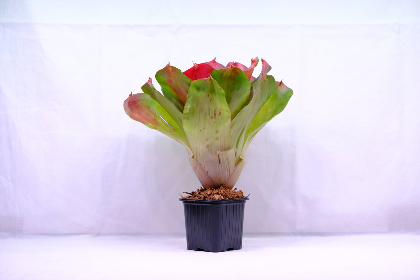 Neoregelia pink debbie