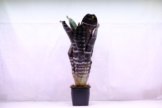 Aechmea chantinii ebony