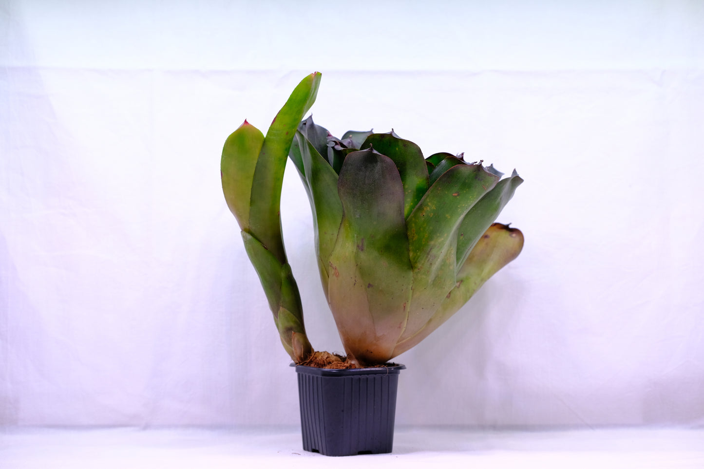 Neoregelia dark purple