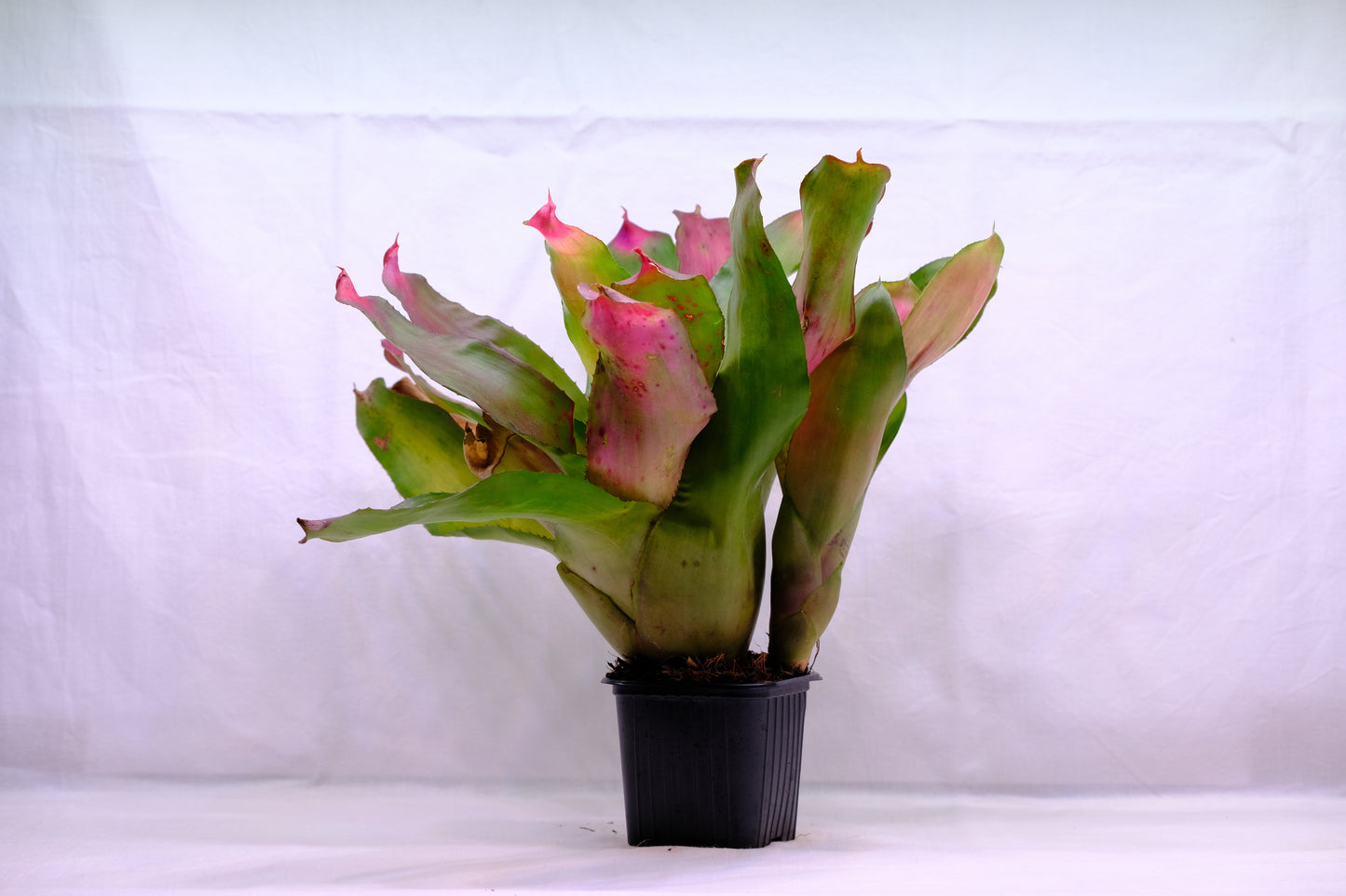 Neoregelia super pink tone 'kneusje'