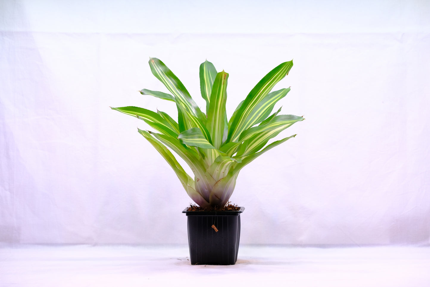 Neoregelia piccolo