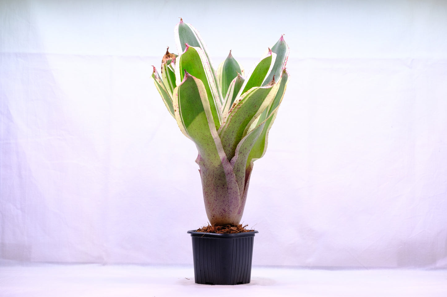 Neoregelia ozone