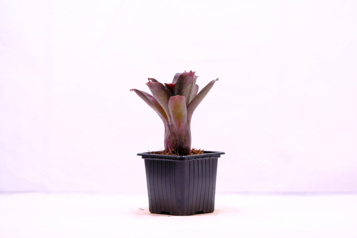 Neoregelia dartanion