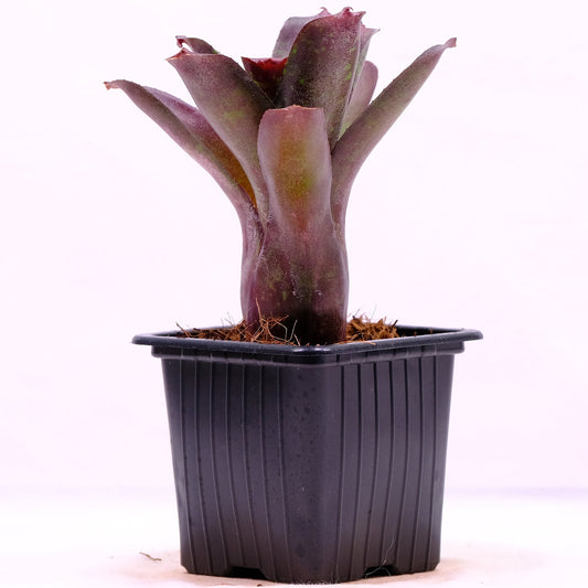 Neoregelia dartanion