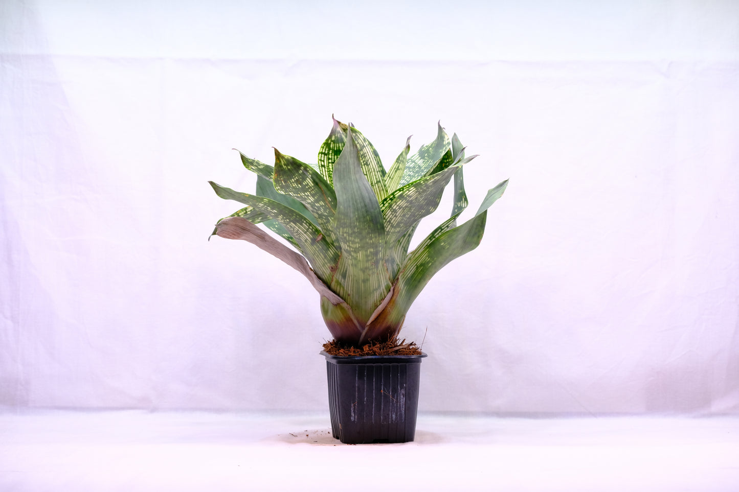 Neoregelia novar