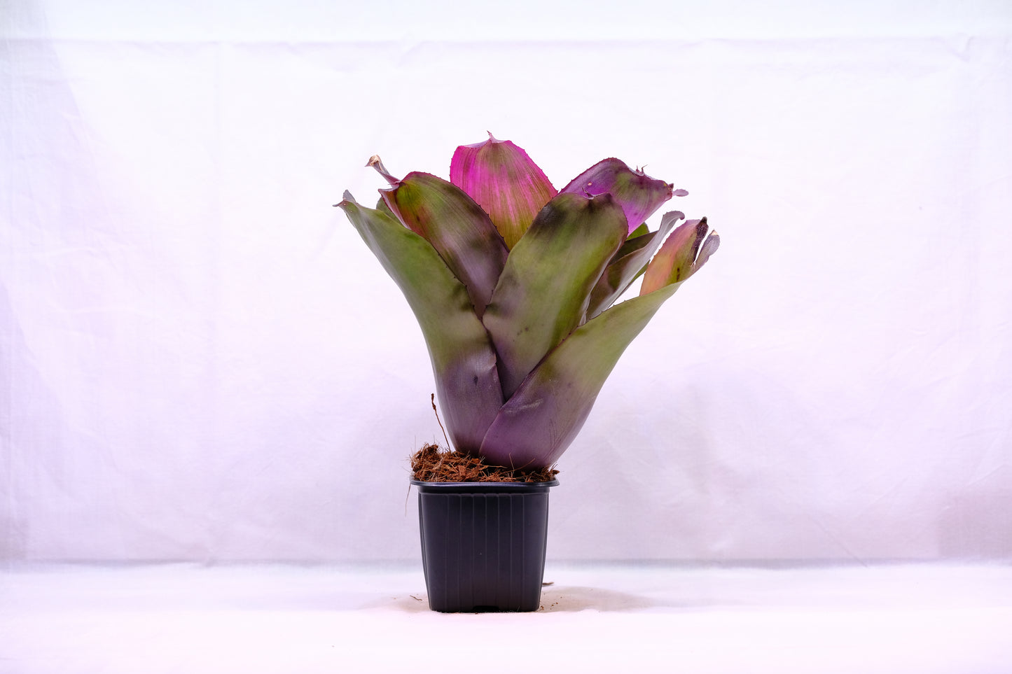 Neoregelia shocking pink