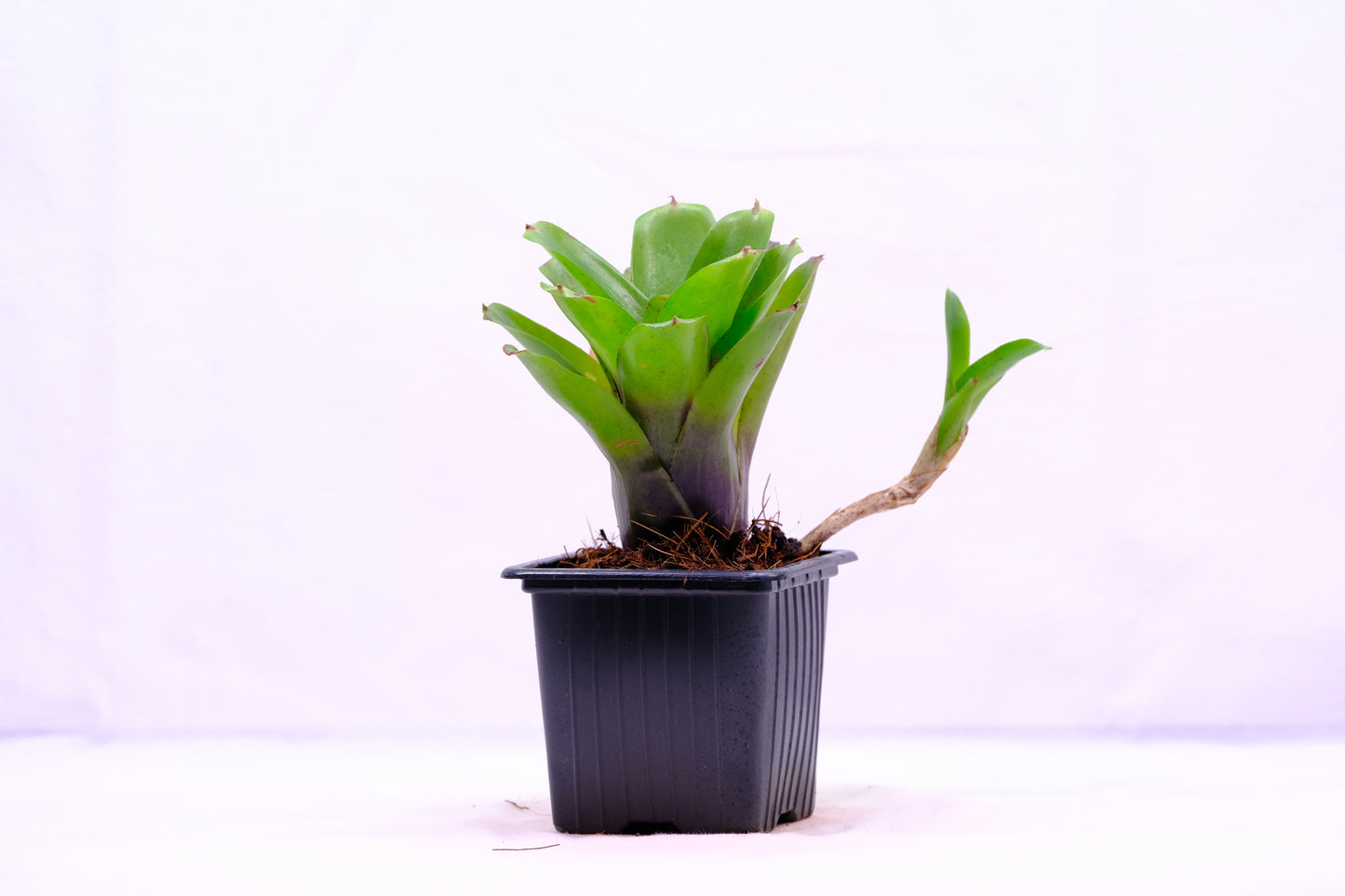 Micro Neoregelia