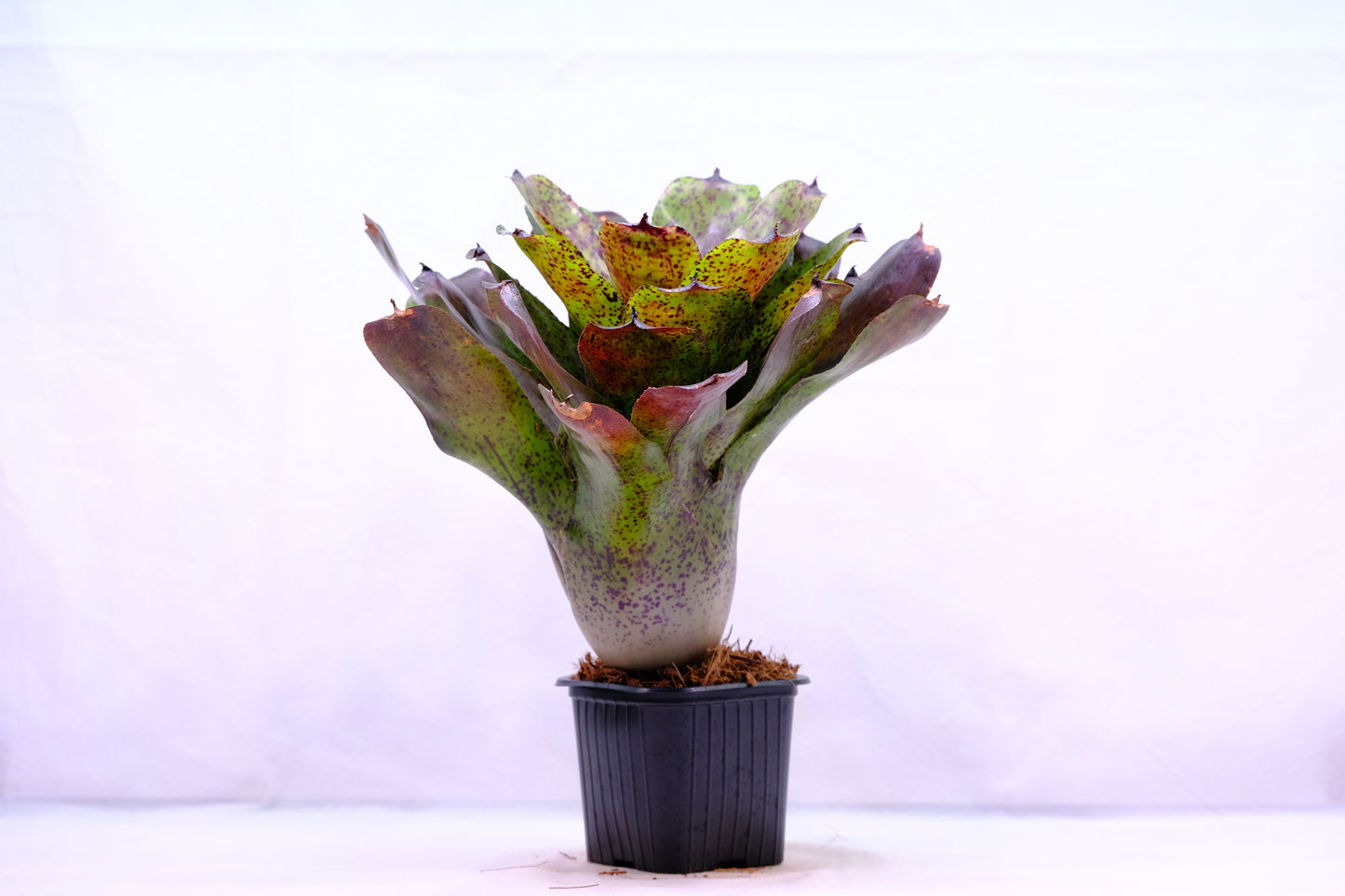 Neoregelia PHITS L-form