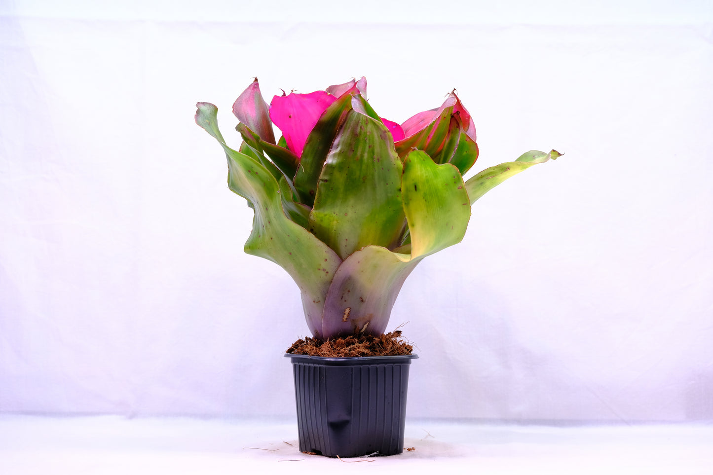 Neoregelia medusa x lila