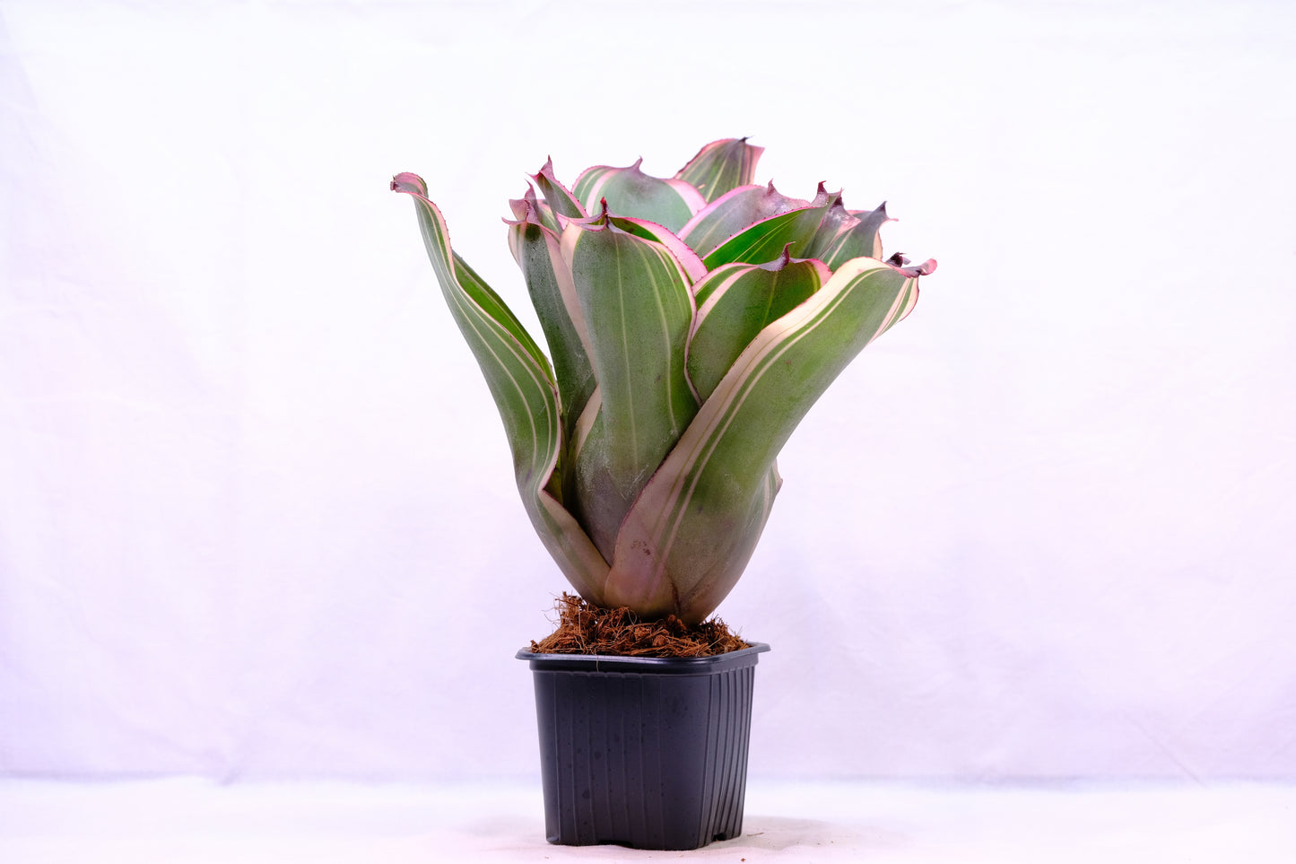 Neoregelia sister albo