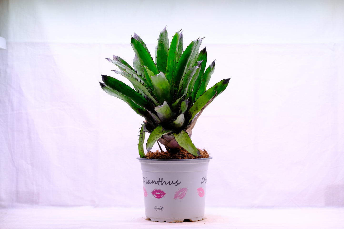 Aechmea triangularea