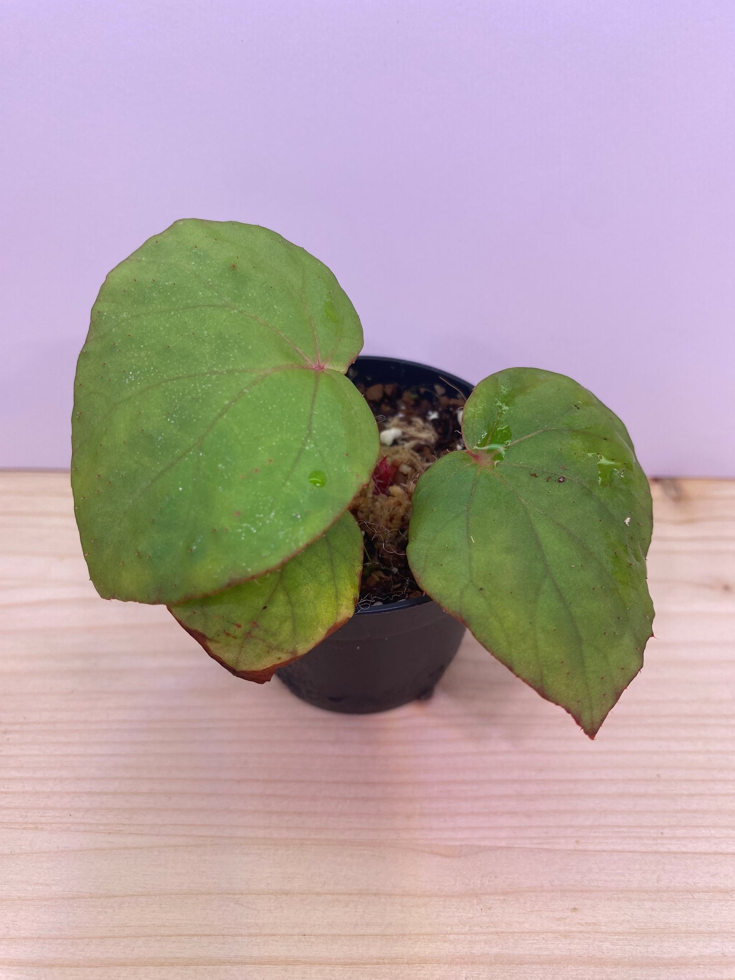 Begonia rockii