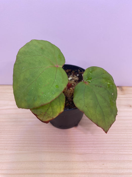 Begonia rockii