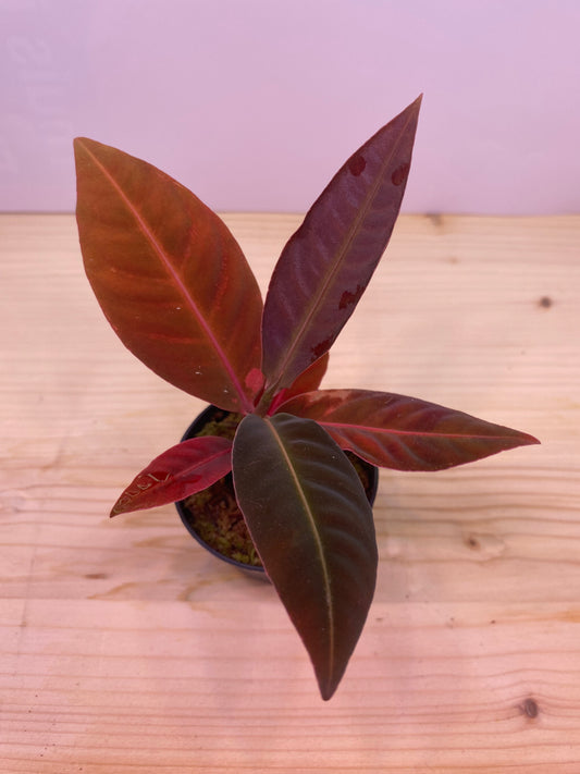 Labisia sp.
