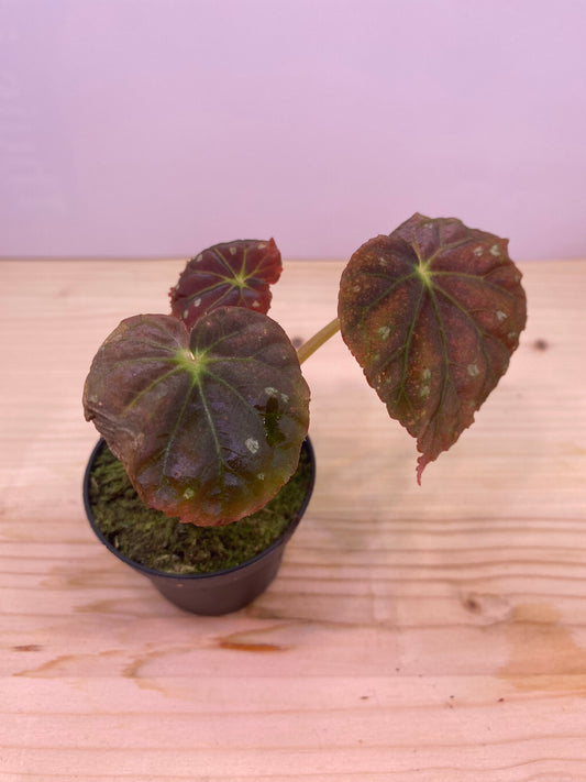 Begonia starry sky