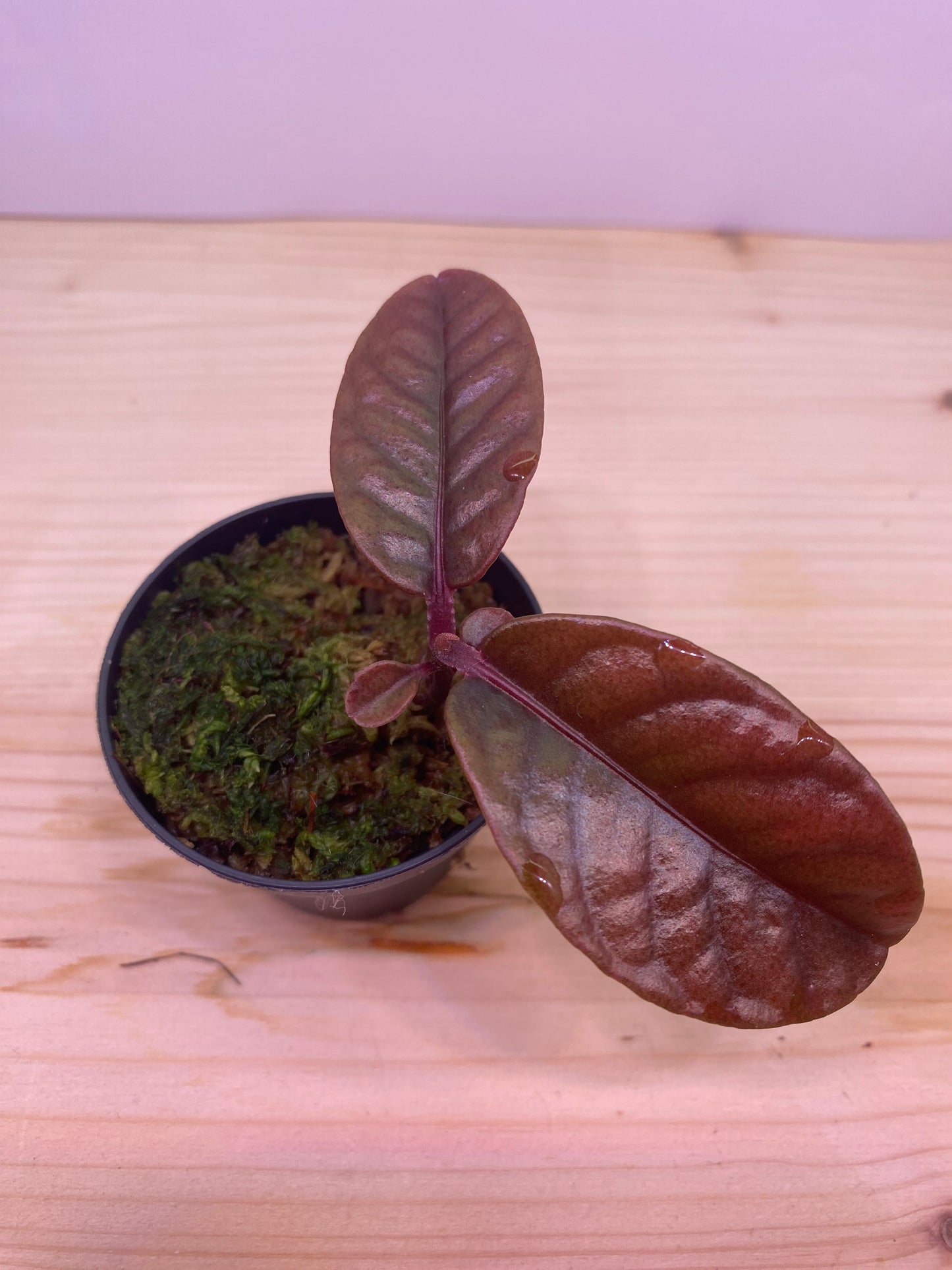 Labisia sp.