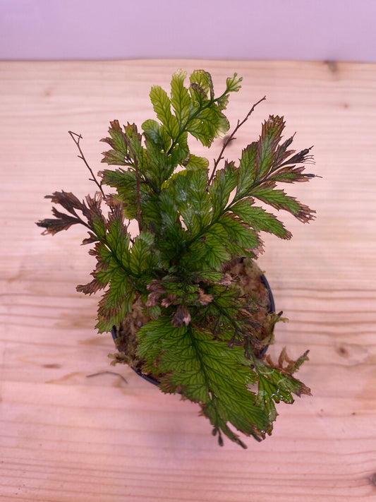 Fern sp. indonesia 'greenie'