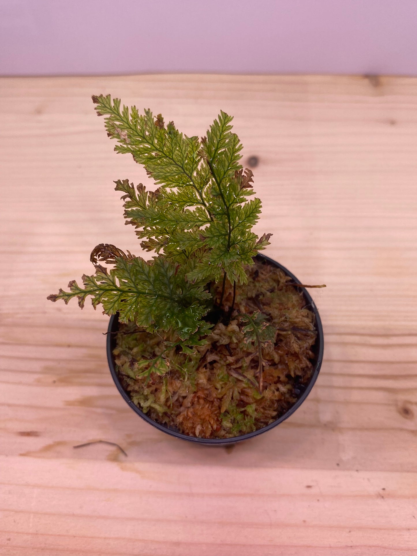 Fern sp. indonesia 'greenie'