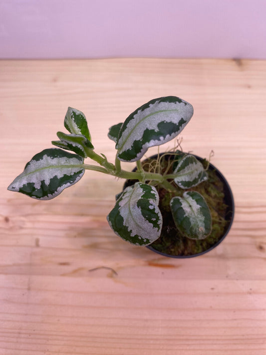 Argostemma sp. stripe