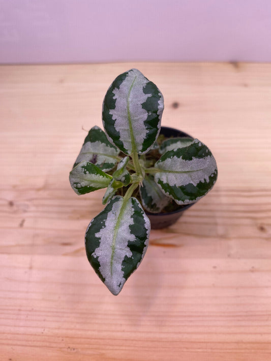 Argostemma sp. stripe