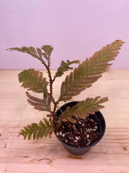 Selaginella sp. indonesia