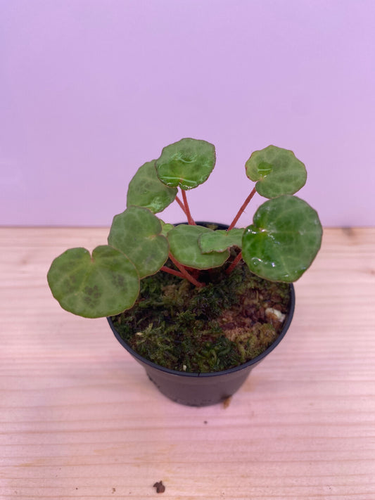Begonia lichenora
