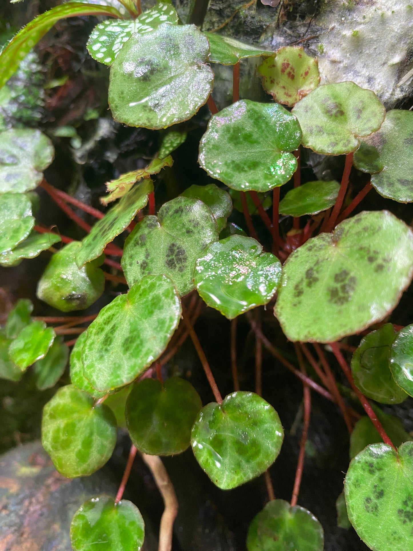Begonia lichenora