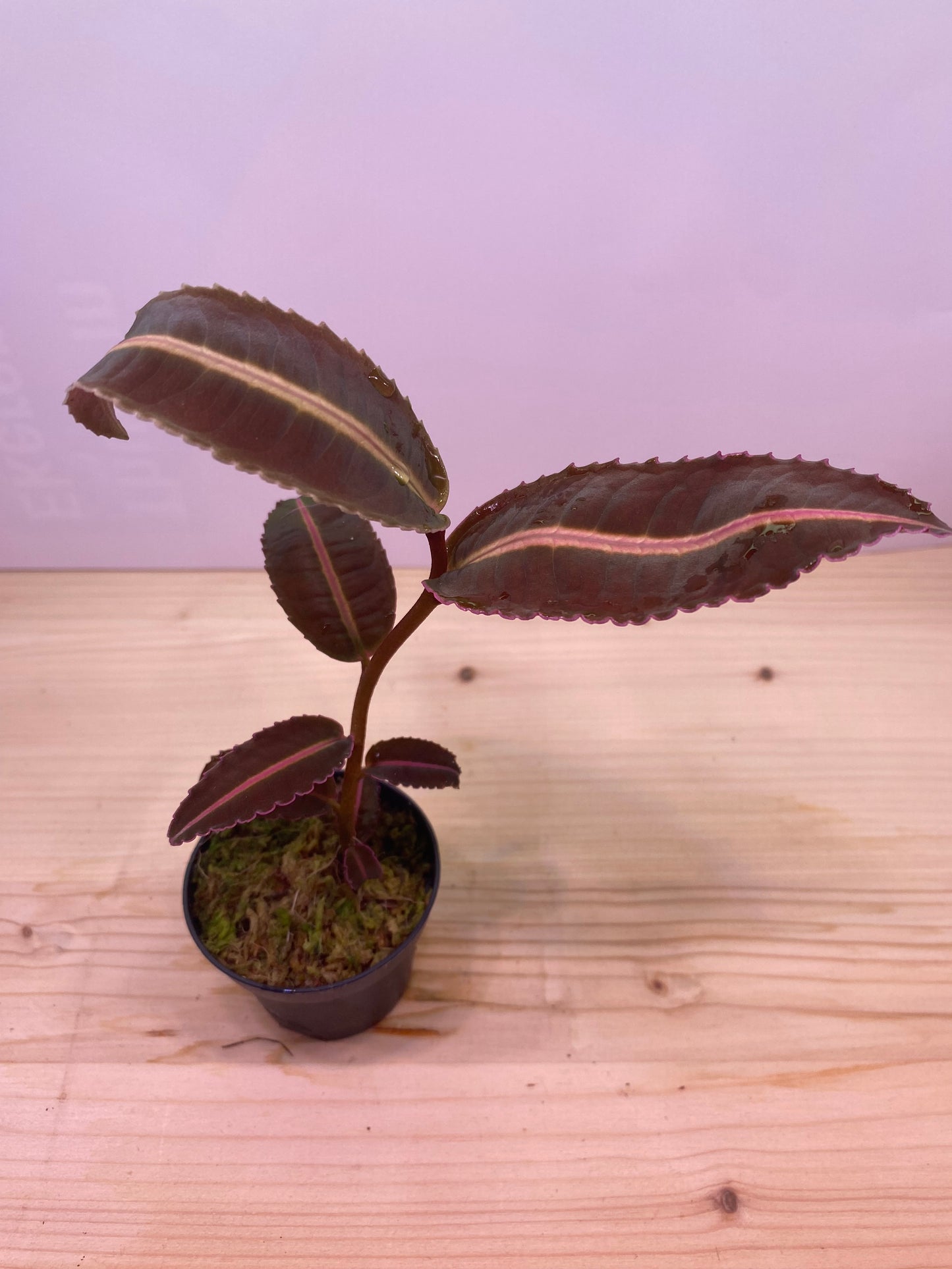 Labisia sp.