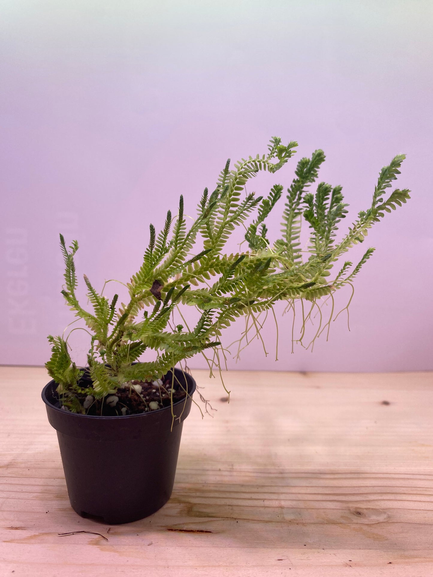 Selaginella sp. indonesia 'greenie'