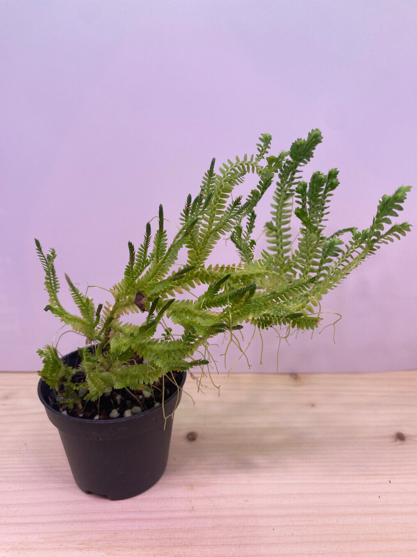 Selaginella sp. indonesia 'greenie'