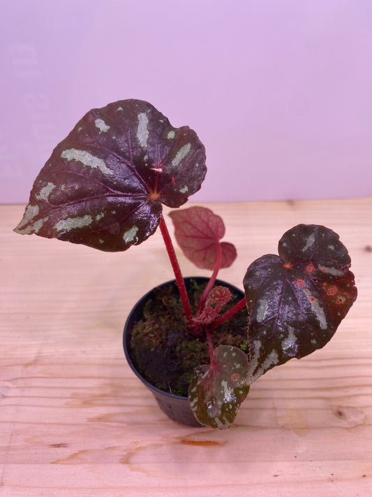 Begonia balansana