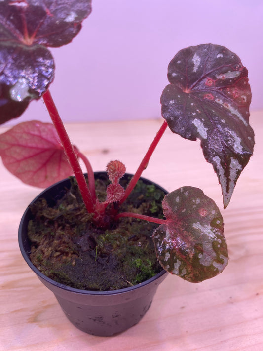 Begonia balansana