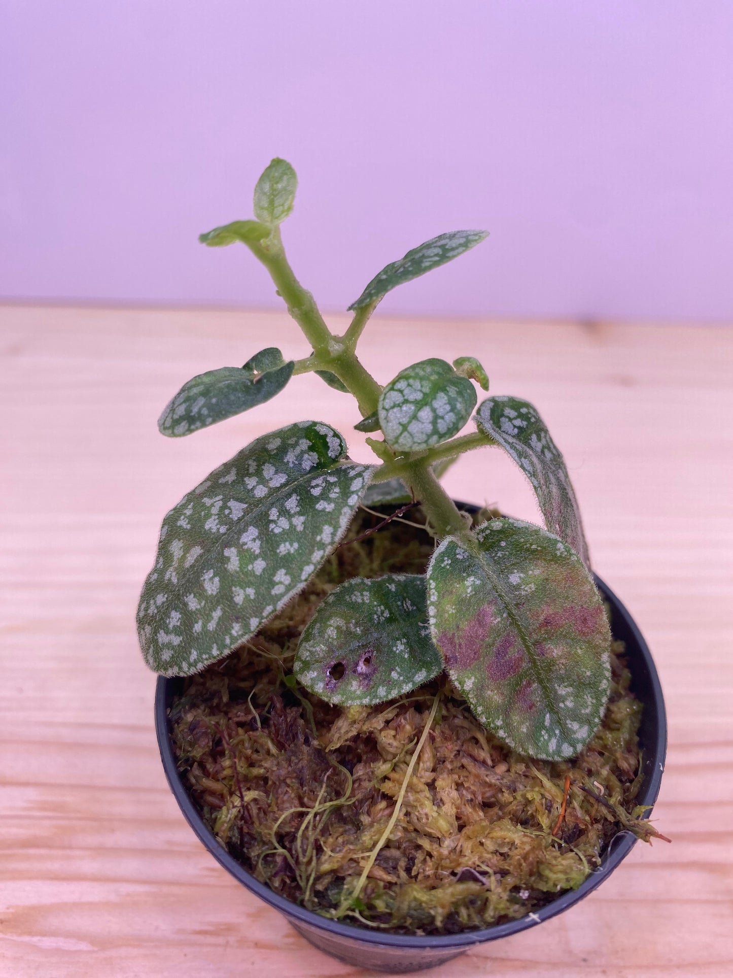 Argostemma sp. dots