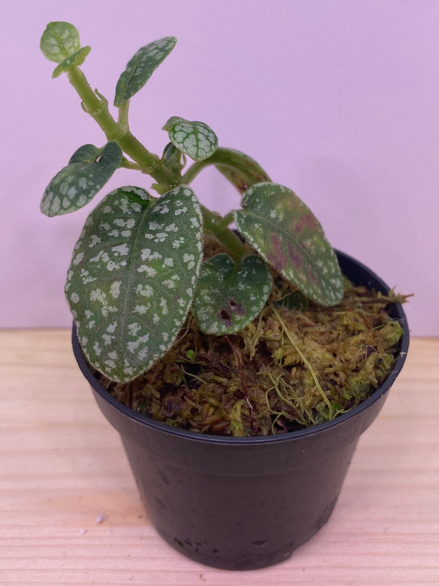 Argostemma sp. dots