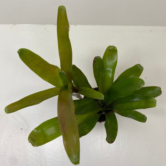Neoregelia fireball