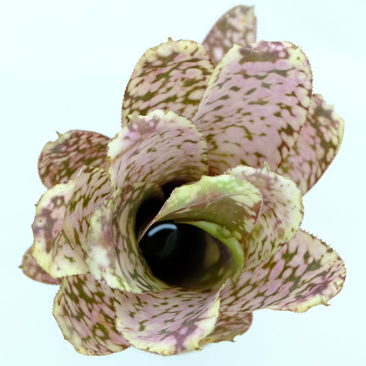 Billbergia Talbot eve
